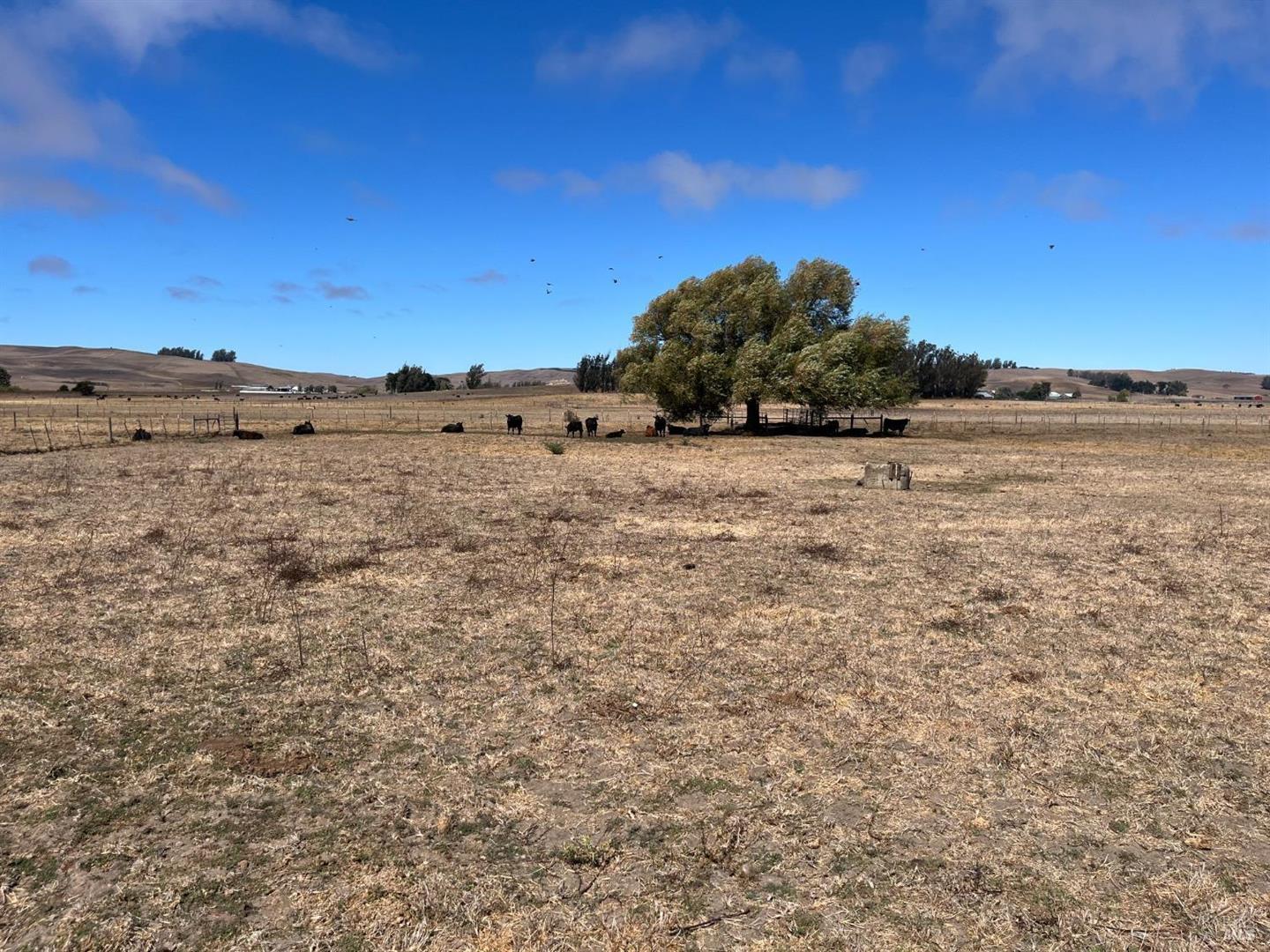 530 Tomales Road photo 29