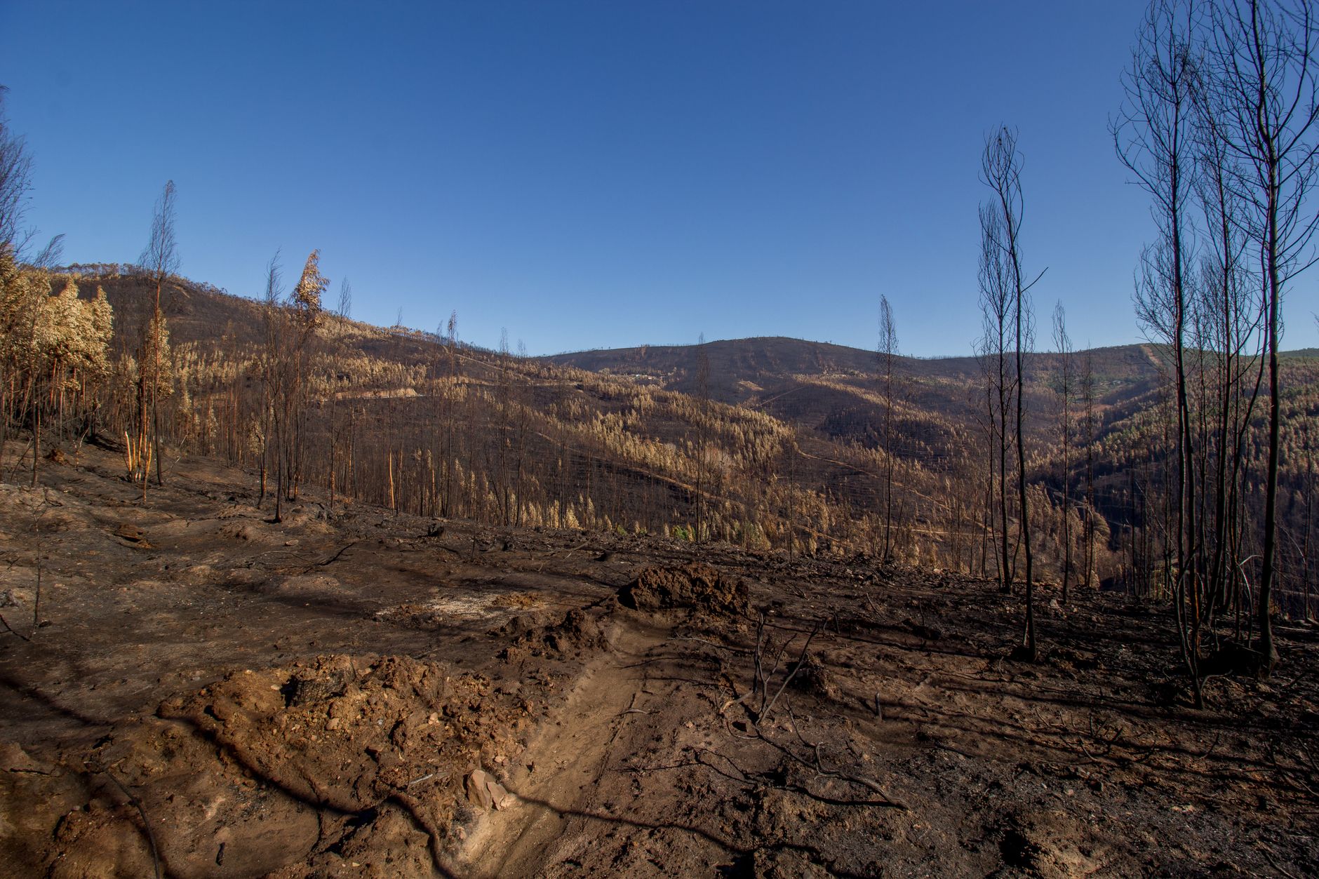Aerial view of a barren landscape after a wildfire, featuring bare trees and hills under a blue sky.
